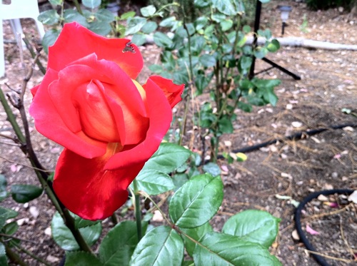 Red rose 20110608
