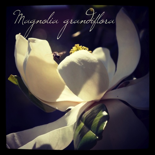 Garden Alphabet: Magnolia Grandiflora