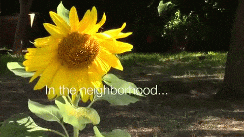 In the neighborhood...October 6, 2015: Still blooming, but fall is approaching [Video]
