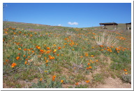 Antelope Valley California Poppy Reserve 2003