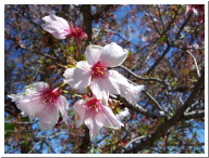 Cherry Blossoms at Lake Balboa