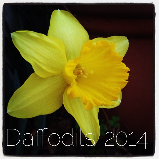 Photo: Daffodils 2014 – just noticed the first blooms of the season # ...