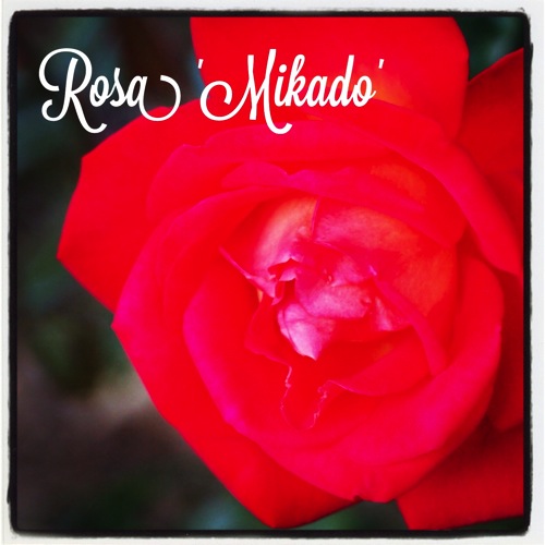 Garden Alphabet: Rosa ‘Mikado’ – A Gardener's Notebook
