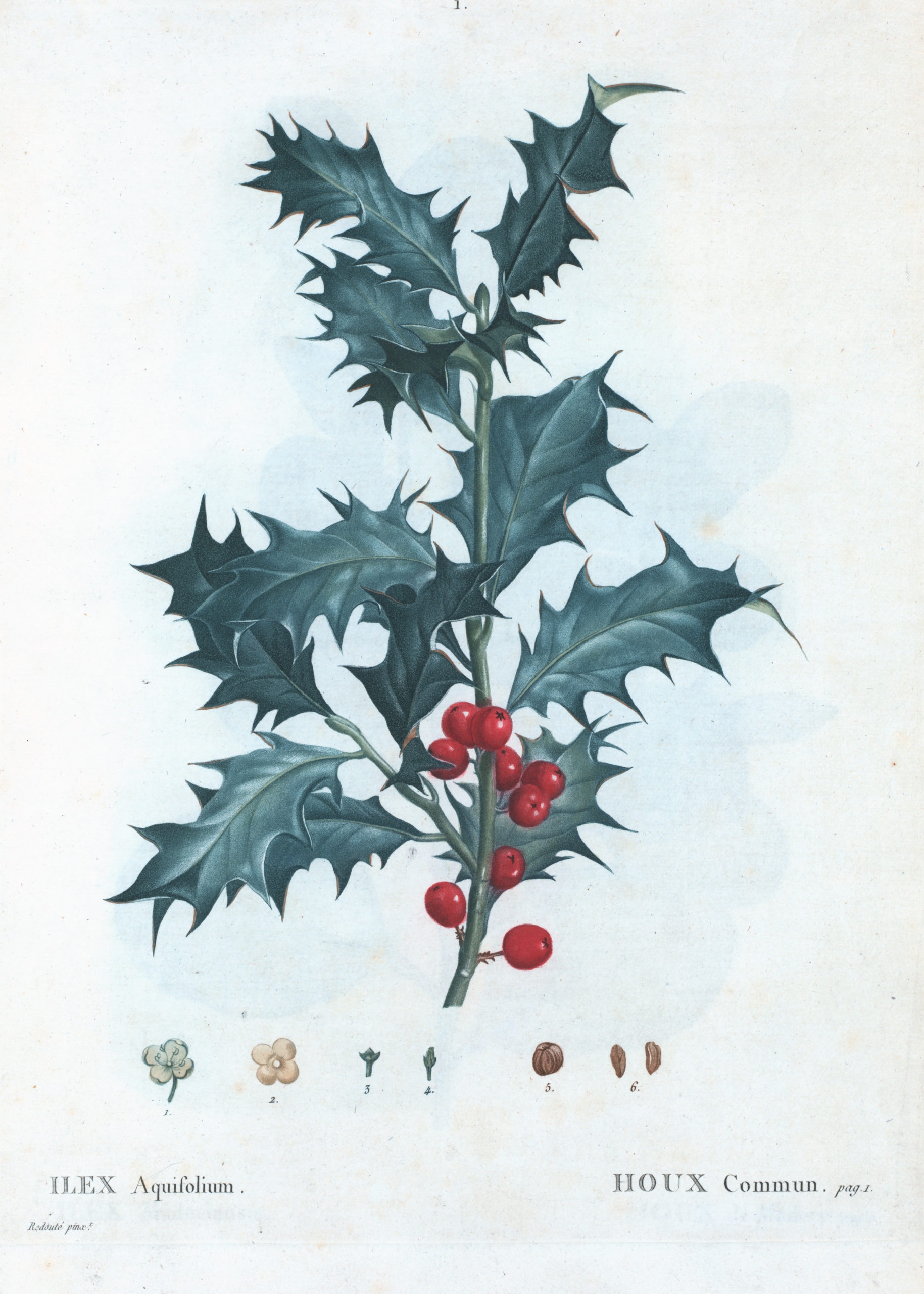 Vintage Botanical Prints – 9 in a series – Ilex Aquifolium (Holly) from ...