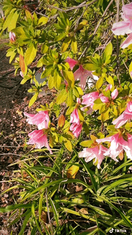 In the garden: Azalea Blooms 2024 via TikTok [Video] – A Gardener's Notebook