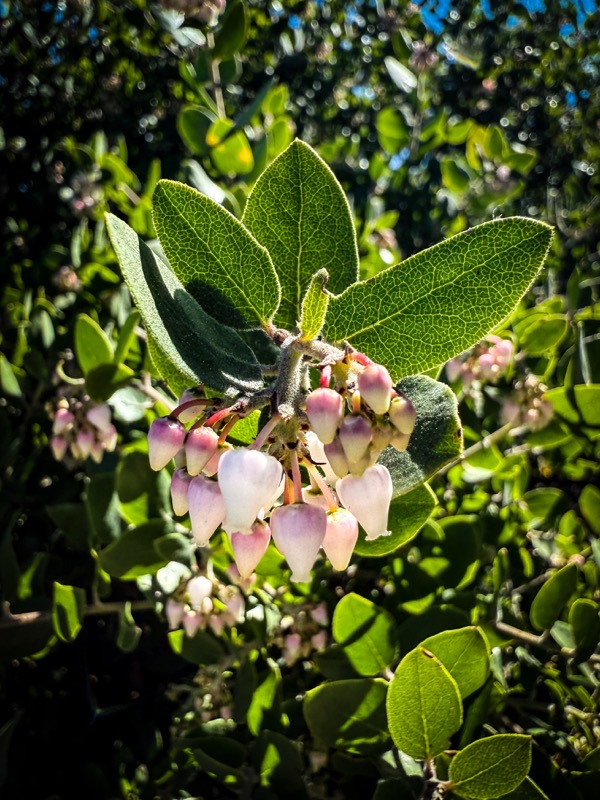 Manzanita Flowers, North Hollywood, California [Photography] – A ...