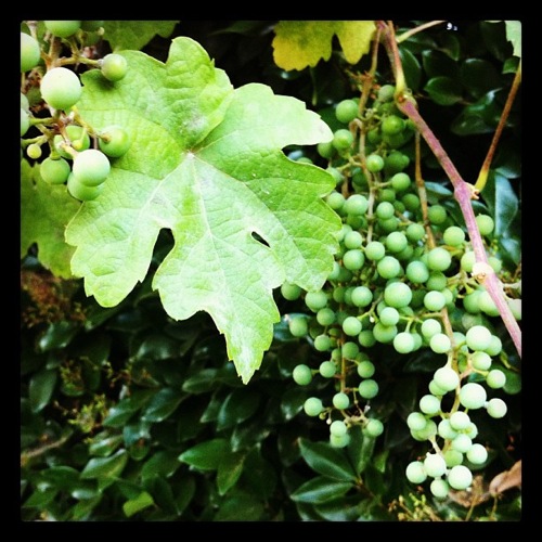 Photo: Grapes via Instagram