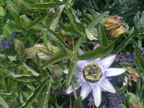 Passiflora found along our walk today