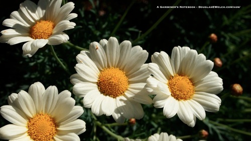 Free Desktop Wallpaper for March 2012 – Daisies