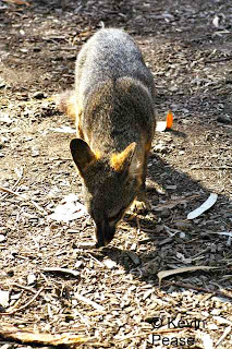 Event: Island Fox at Santa Barbara Zoo Science Day