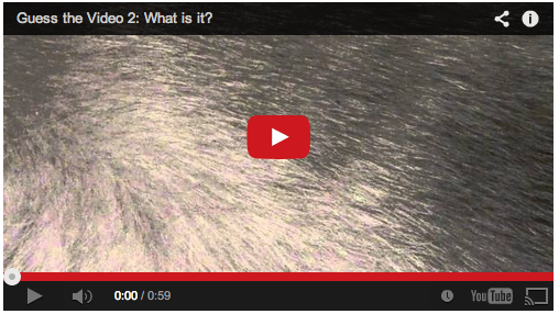 Video: Guess the Video 2: What is it?