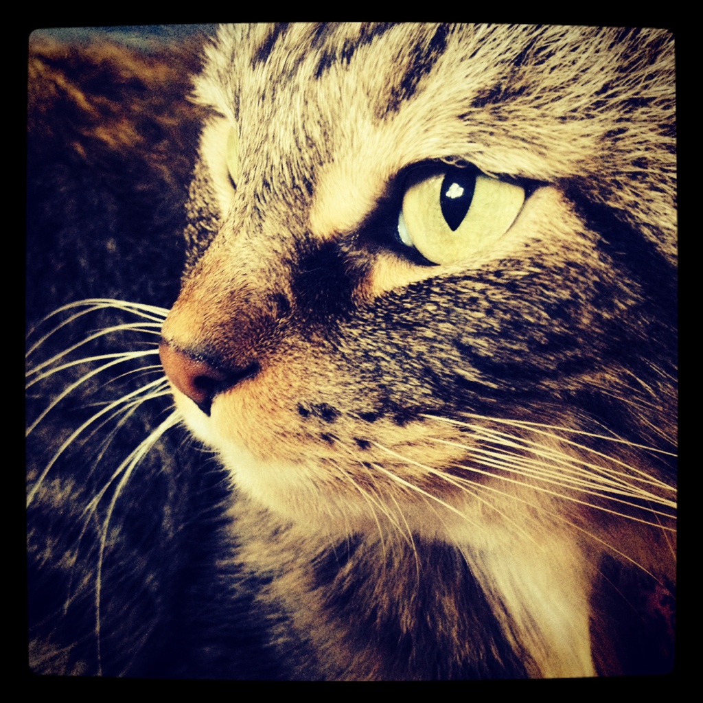 Photo: Kitty close-up via Instagram