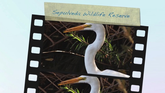 Video: Montage of Wildlife and scenes from the Sepulveda Wildlife Reserve, Van Nuys, California