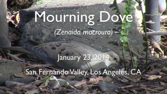 Video: Wildlife: Mourning Dove (Zenaida macroura) – Silent