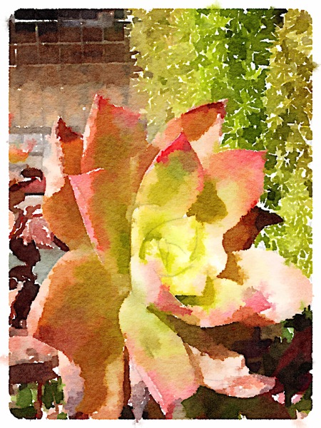 Art: Succulent in Watercolor using Waterlogue app