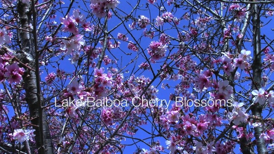 Video: Lake Balboa Cherry Blossoms 2014 – A Video Montage