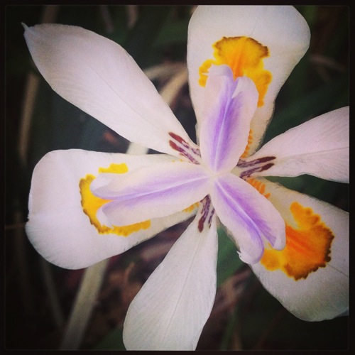 Photo: Fortnight Lily (Dietes) via #Instagram