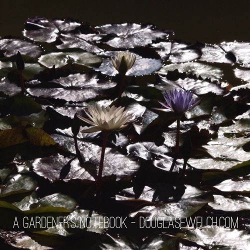 Photo: Water lilies at Skirball Cultural Center via #instagram