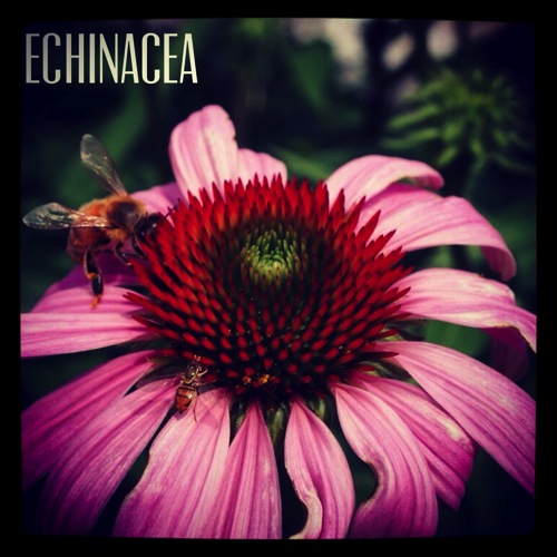 Photo: Bee on Echinacea at Oberlin College, Ohio