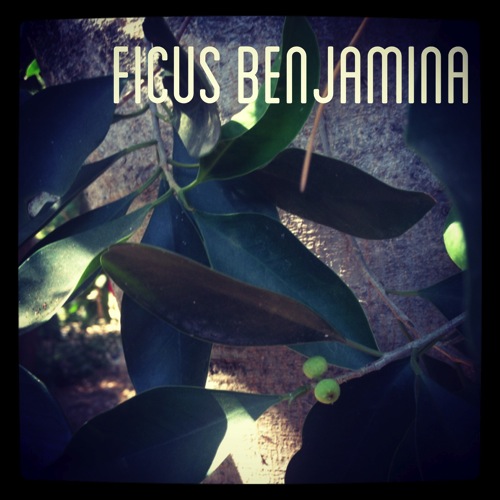 Photo: Ficus benjamina via #instagram