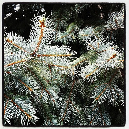 Photo: Fir Tree via #Instagram
