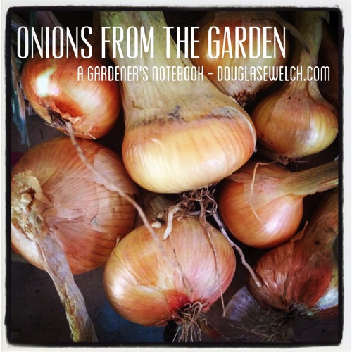 Photo: Onions from the Garden via #instagram