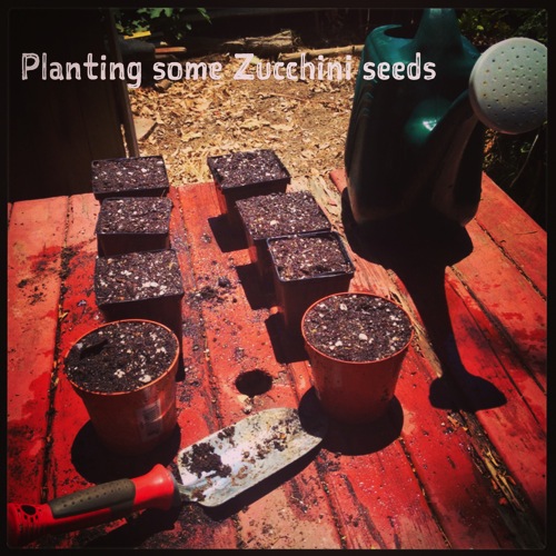 Photo: Planting some zucchini seeds | A Gardener’s Notebook via #instagram