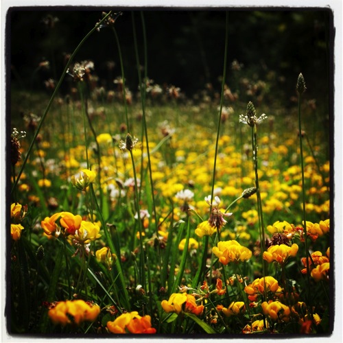 Photo: In the meadow via #instagram