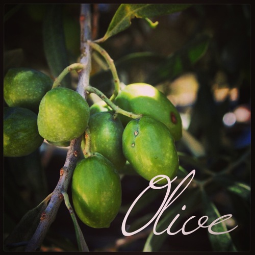 Photo: Olives near Morgantina, Sicily