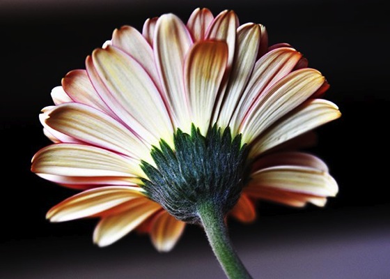 Noted: How to Photograph Flowers from Digital Photography School