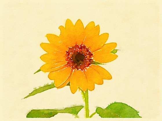 Photo: Sunflower via #waterlogue app
