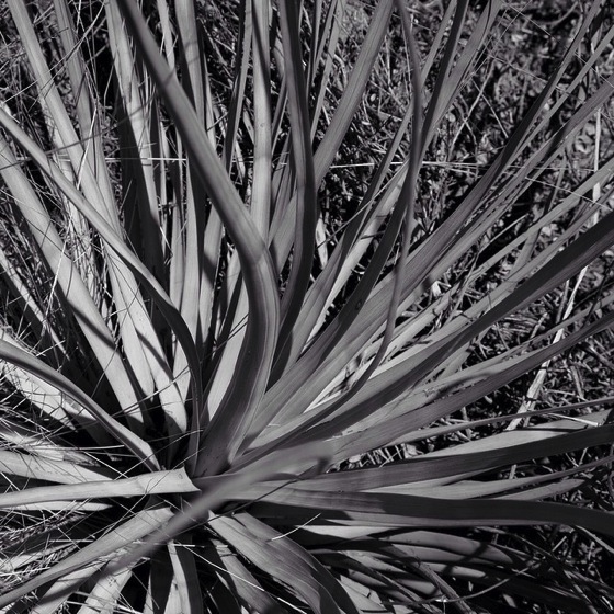 Photo: Yucca in black and white via #instagram