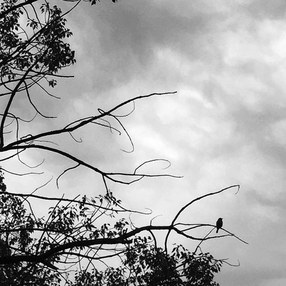 Photo: Bird and sky via #instagram