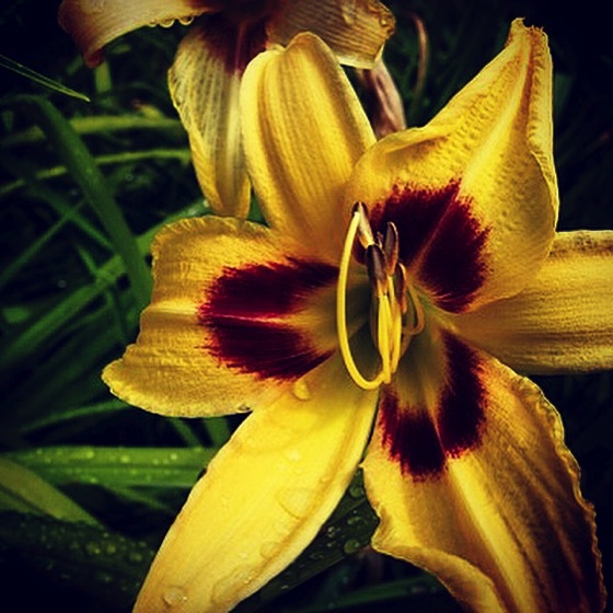 Photo: Yellow Daylily via #instagram