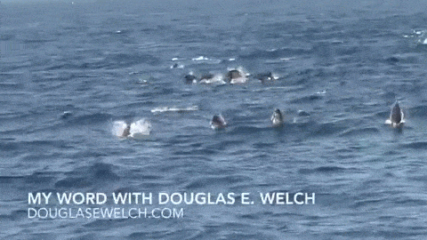 Video: Large Common Dolphin Pod off of Ventura Harbor, California – June 20, 2015