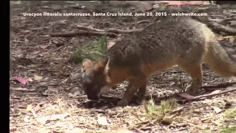 Video: Channel Island Fox (Urocyon littoralis santacruzae), Santa Cruz Island, June 20, 2015
