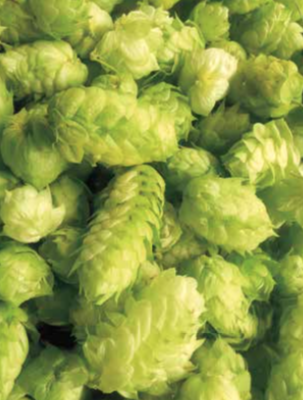 Noted: Learn to Grow Hops