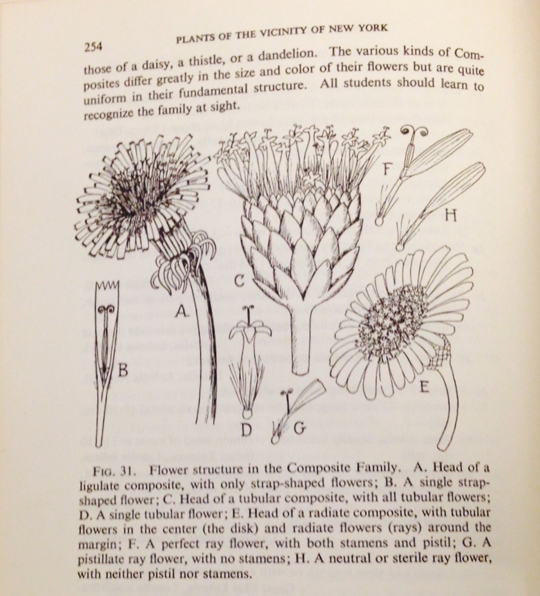 Noted: A Great New Aid to Plant Identification by Thomas Christopher