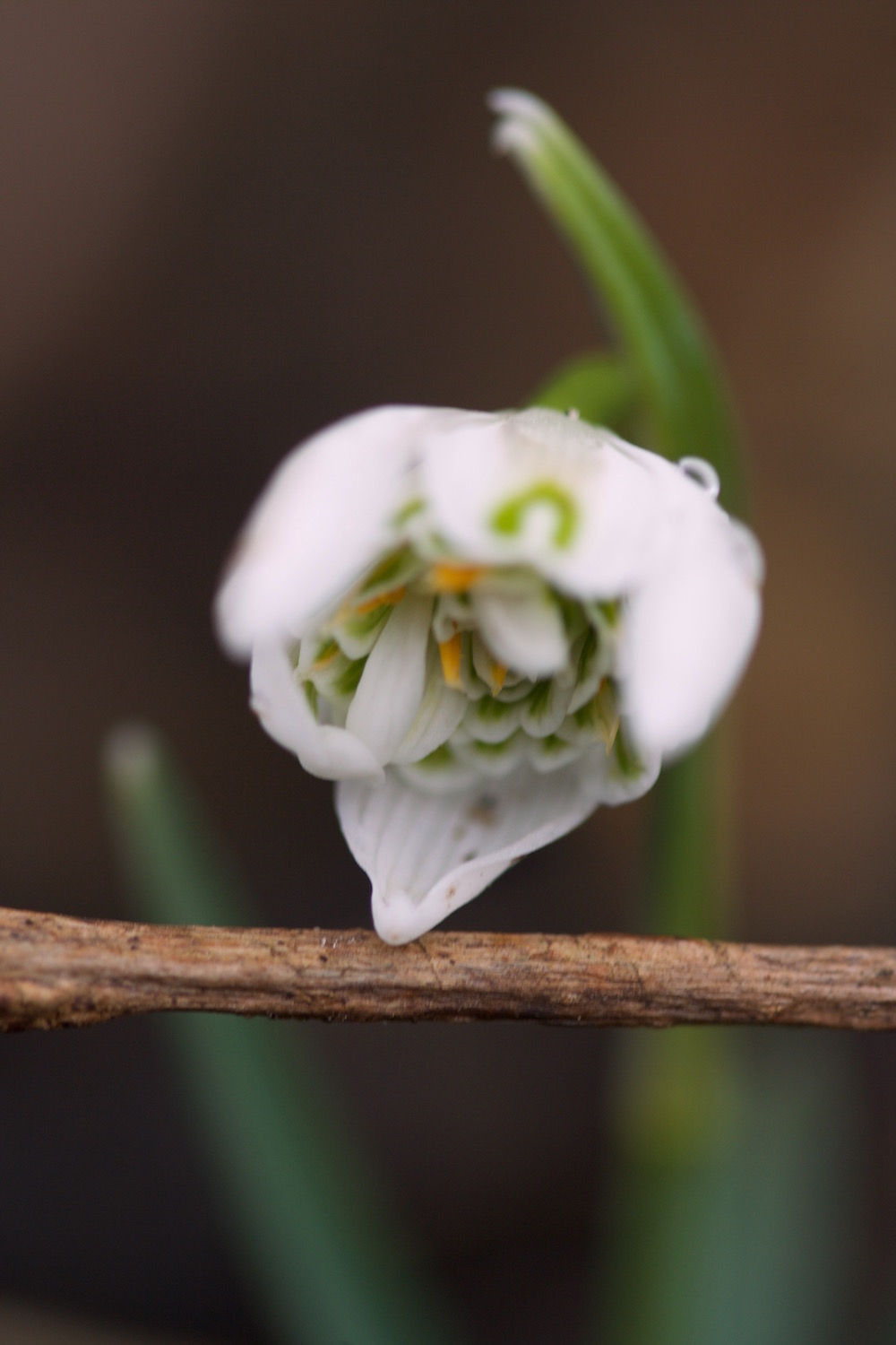 Noted: Snowdrops