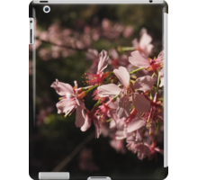 Free “Cherry Blossoms (Sakura)” Computer, Tablet and Smartphone Wallpapers and Products [Photography]