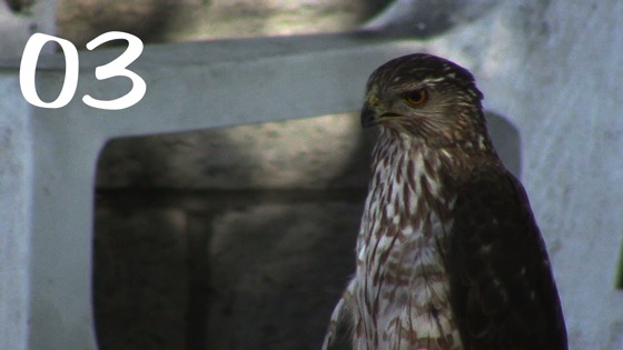 Cooper’s Hawk (Accipiter cooperii) Closeup – 3 in a series from My Word with Douglas E. Welch [Video]