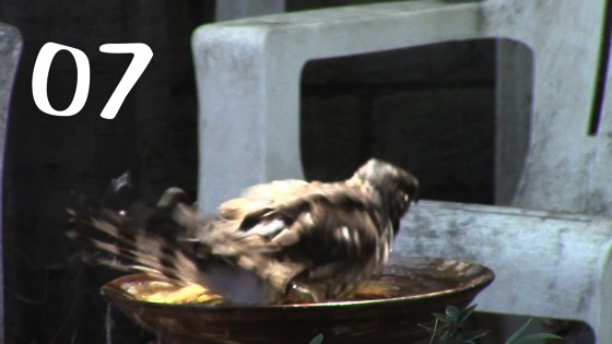 Cooper’s Hawk (Accipiter cooperii): Splashing – 7 in a series from My Word [Video] (0:54)
