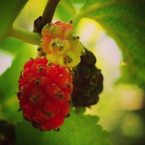 Mulberries/Gelsi ripening on the tree at The Old House on Mount Etna via Instagram [Photo]