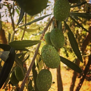 Sicilian Olives via Instagram [Photo]