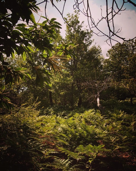 Ferns and chestnuts on Mount Etna #nature via Instagram [Photo]