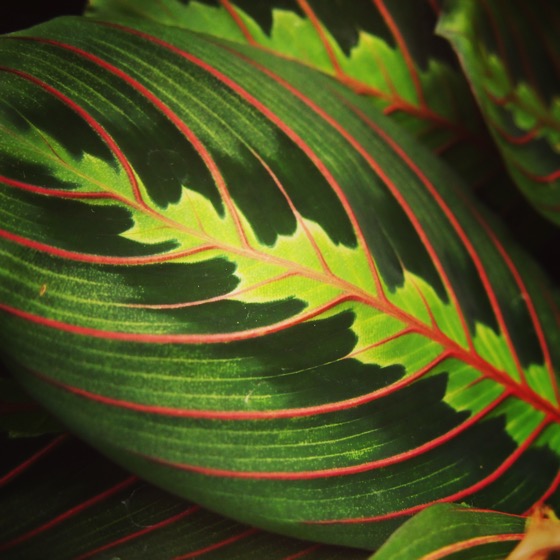 Beautiful Leaves via Instagram [Photo]