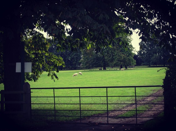 Sheep on the Green, Thirsk, UK via Instagram [Photo]