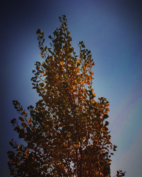 Cottonwood in Autumn [Photo]