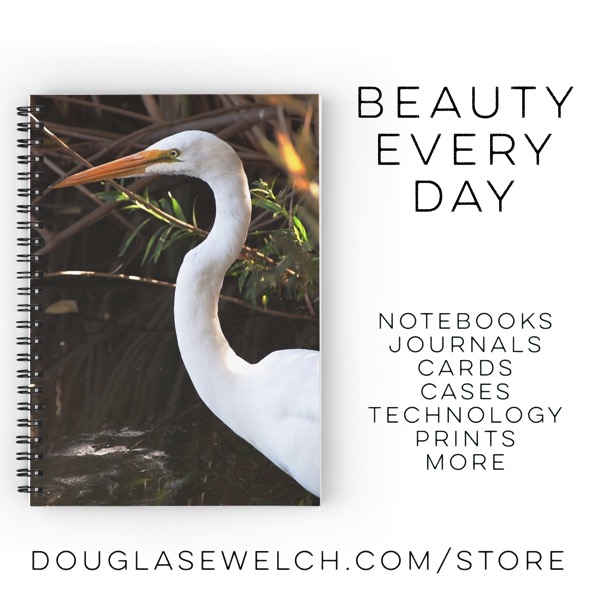 Shop for this Egret Notebook and much more exclusively from my photos