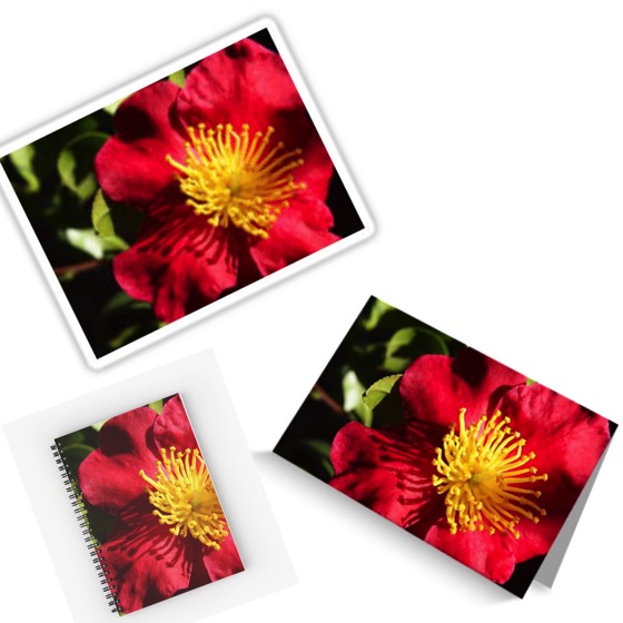 Camellia Blossom Journals, Notebooks, Stickers, Cards and More!